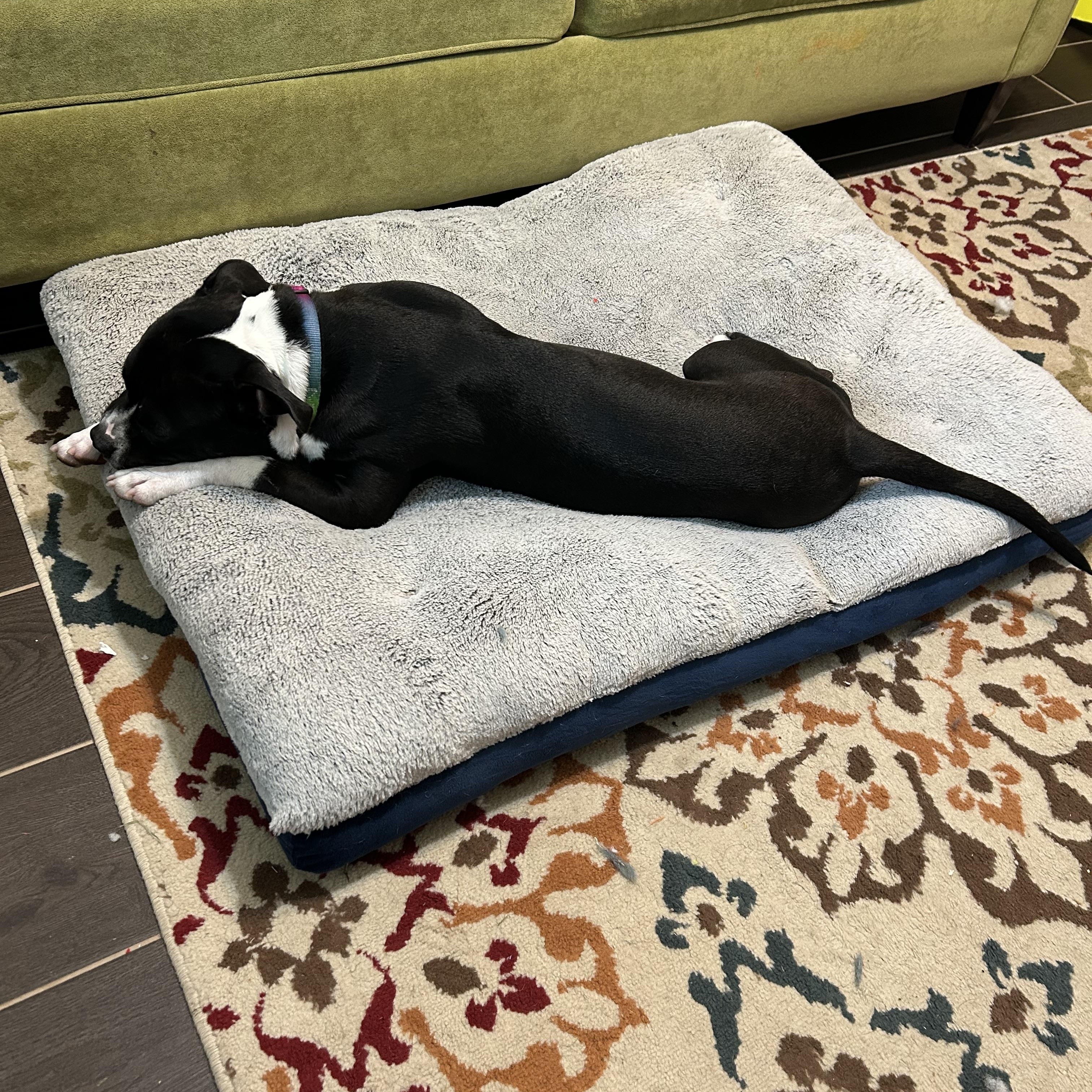 Enlarge Bandit, a Adoptable mixed breed in Houston, TX image 3/5