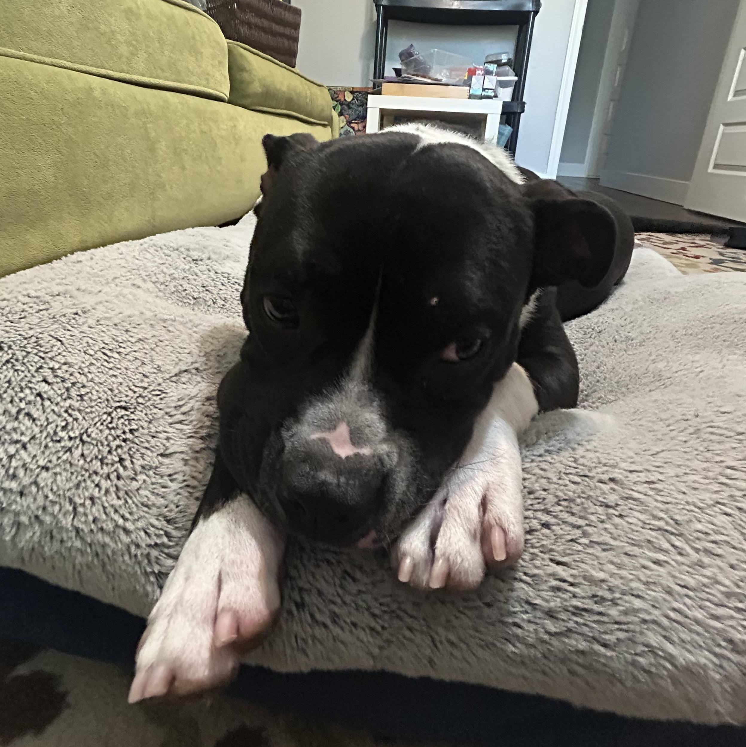 Enlarge Bandit, a Adoptable mixed breed in Houston, TX image 5/5