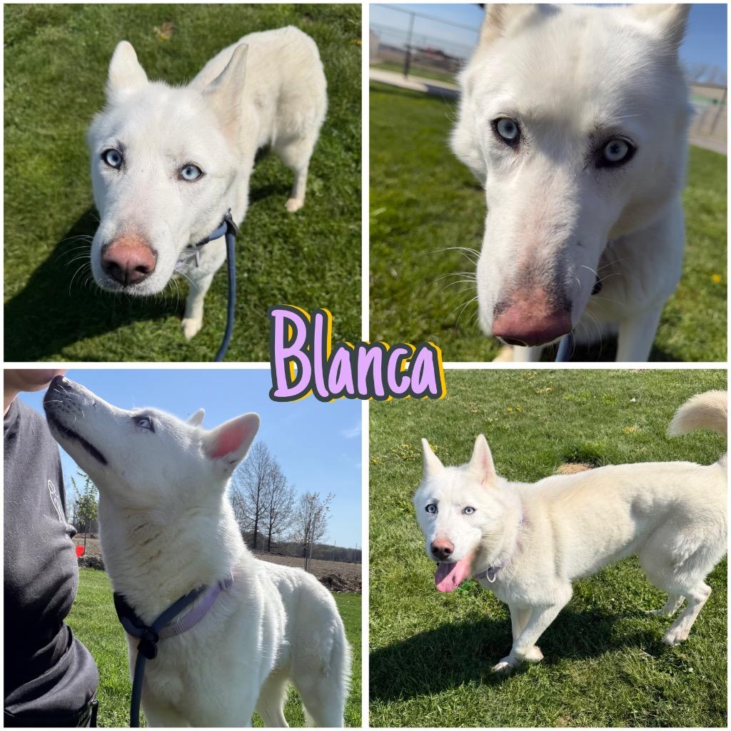 Enlarge Blanca, a Adoptable Husky in Pierceton, IN image 1/6