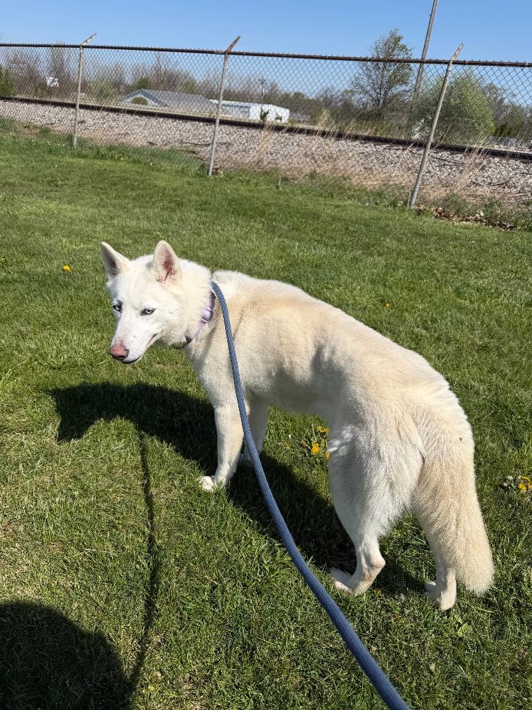 Enlarge Blanca, a Adoptable Husky in Pierceton, IN image 2/6