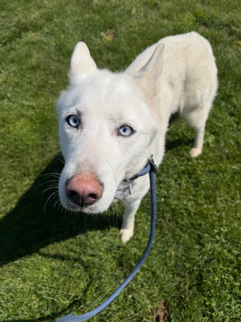 Enlarge Blanca, a Adoptable Husky in Pierceton, IN image 3/6