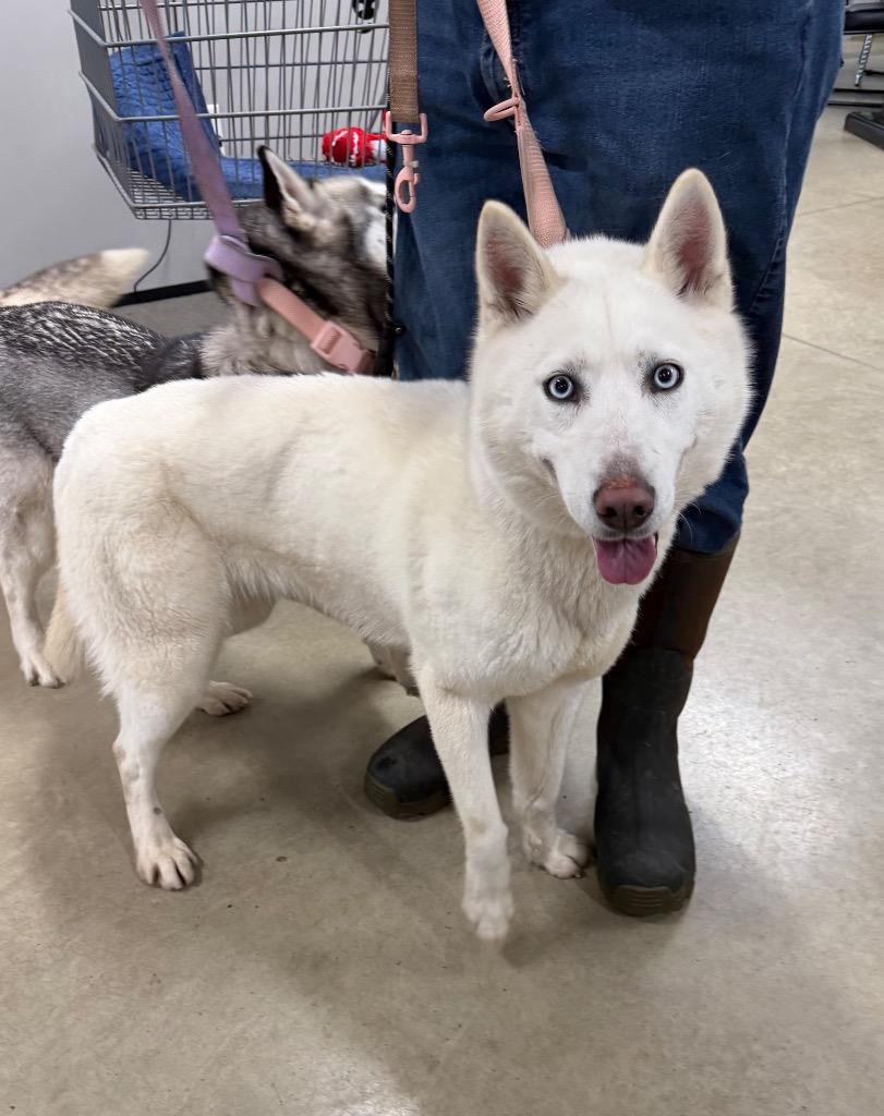 Enlarge Blanca, a Adoptable Husky in Pierceton, IN image 4/6
