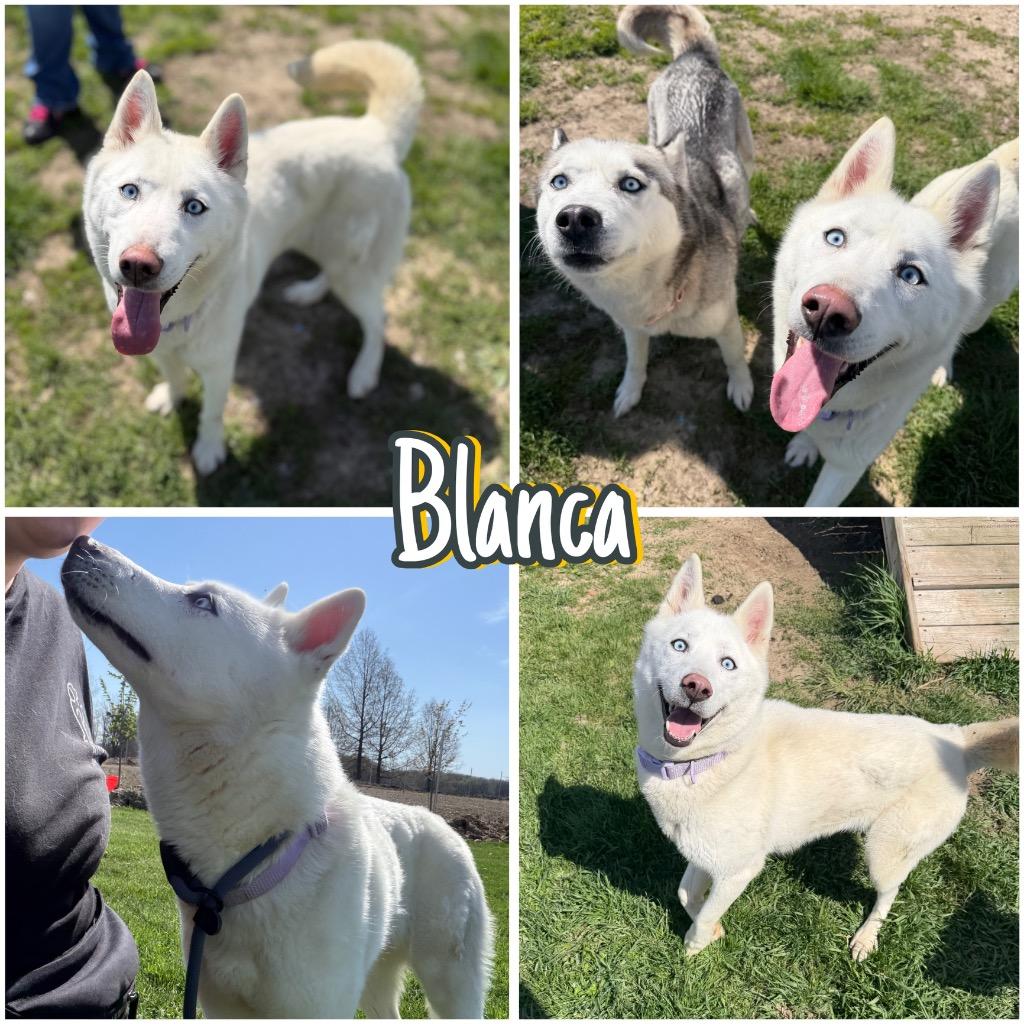 Enlarge Blanca, a Adoptable Husky in Pierceton, IN image 5/6