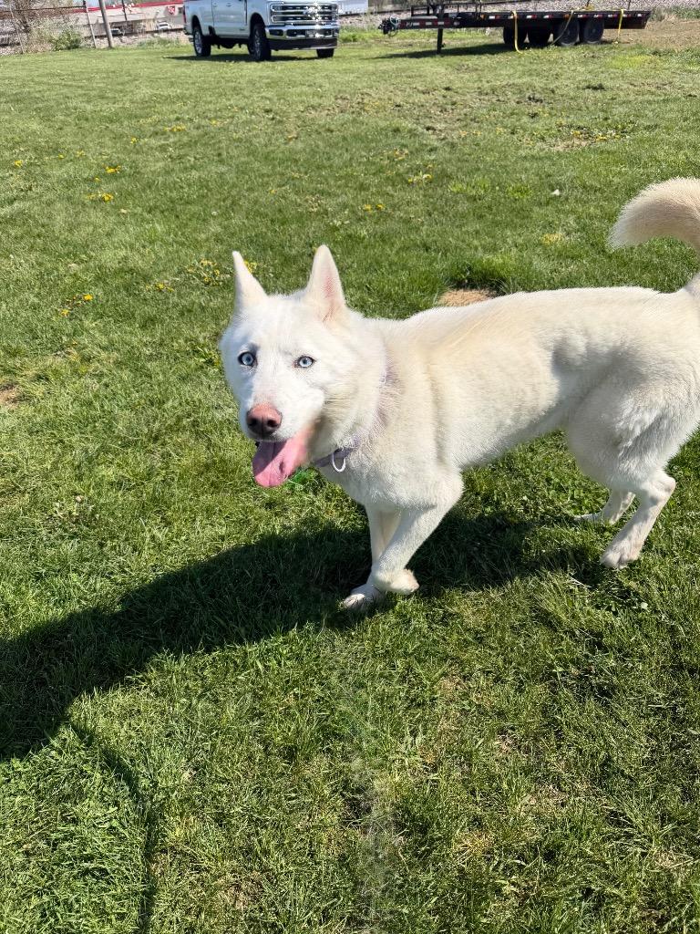 Enlarge Blanca, a Adoptable Husky in Pierceton, IN image 6/6