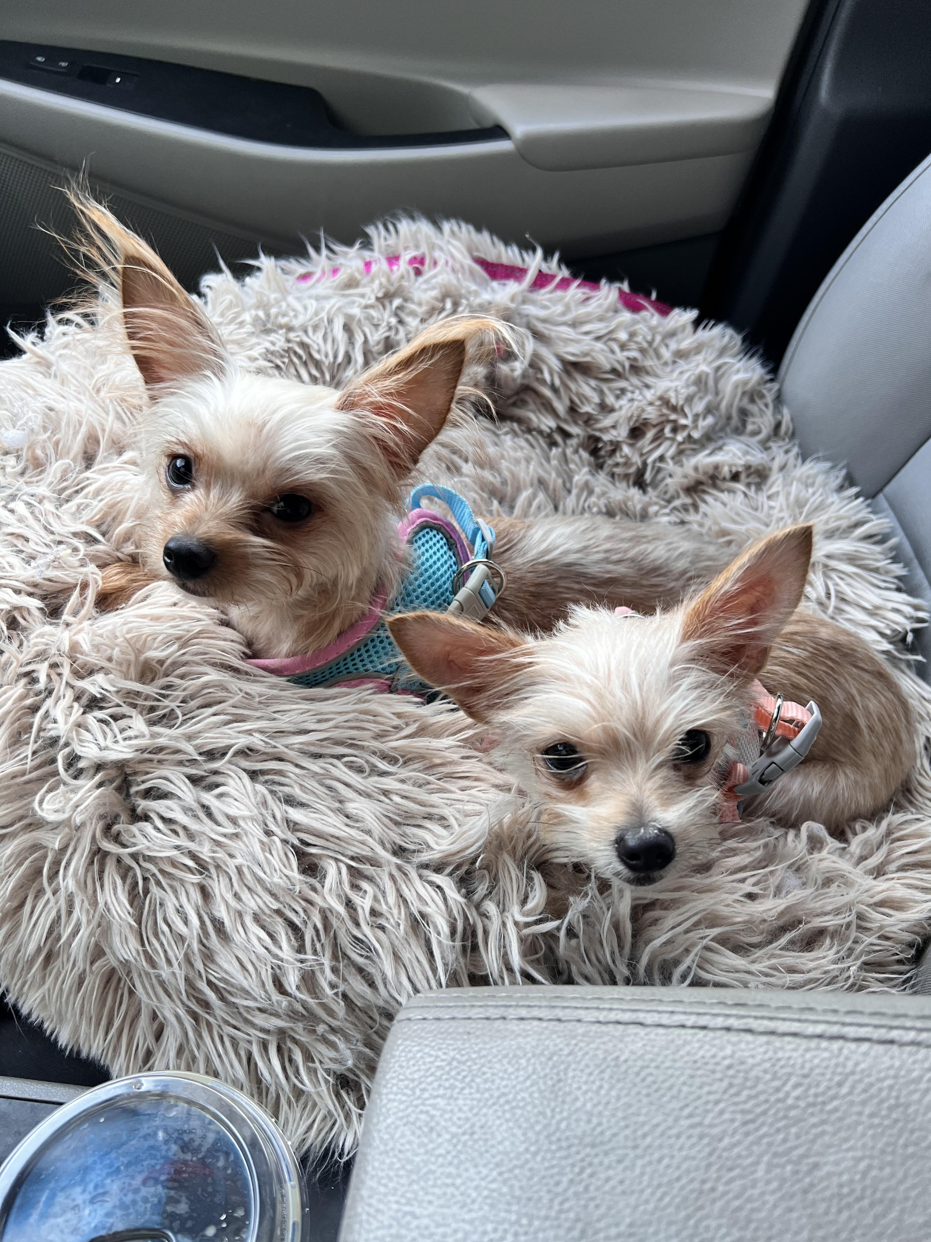 Enlarge Winnie and Willow, a Adopted mixed breed in Encino, CA image 1/3