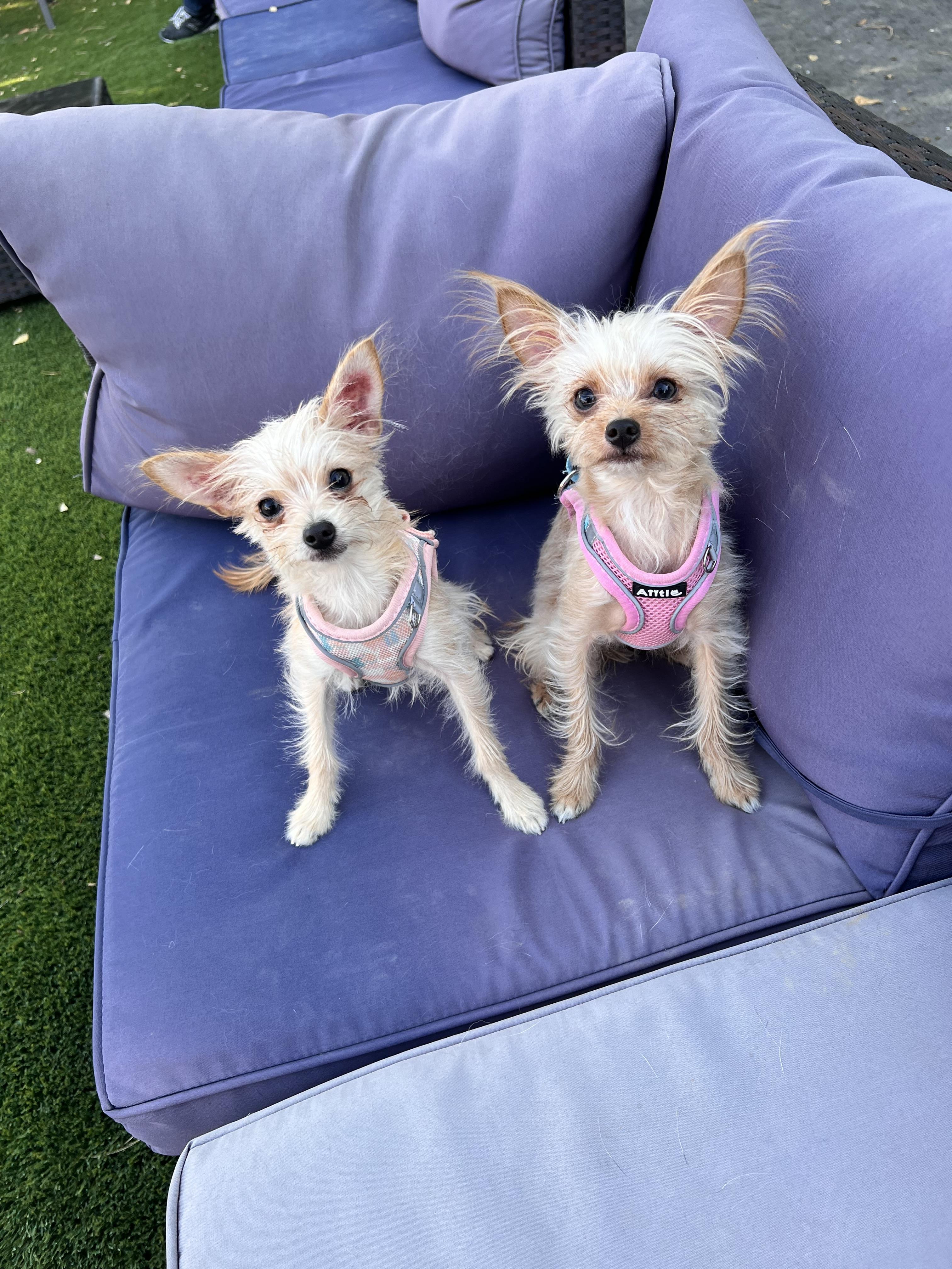 Enlarge Winnie and Willow, a Adopted mixed breed in Encino, CA image 2/3