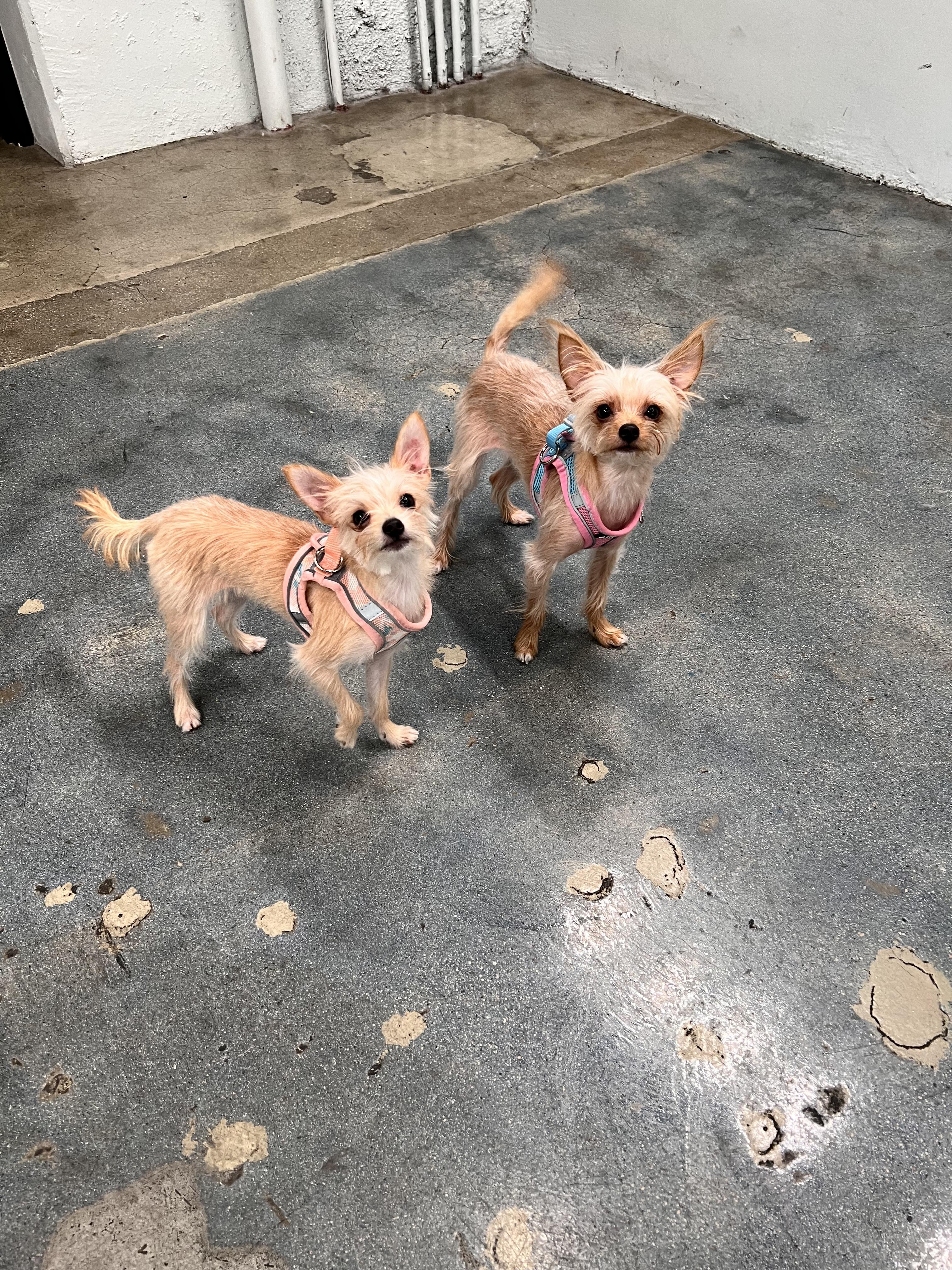 Enlarge Winnie and Willow, a Adopted mixed breed in Encino, CA image 3/3