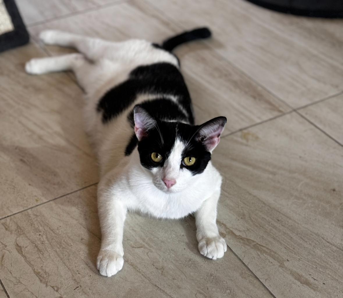 Murano, Adoptable, Adult Male Domestic Short Hair.