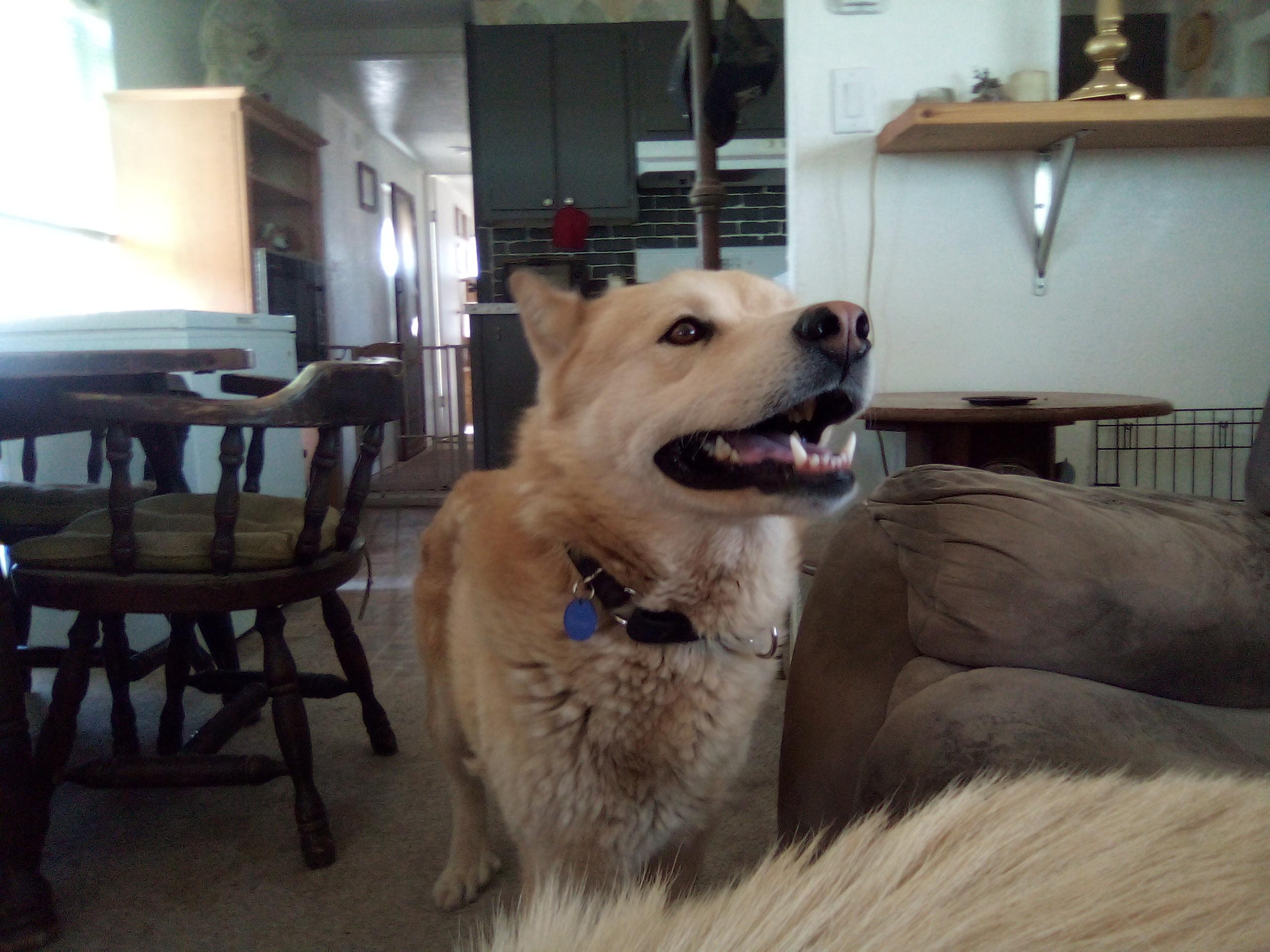 Enlarge Ron, a Adoptable mixed breed in Moriarty, NM image 1/4