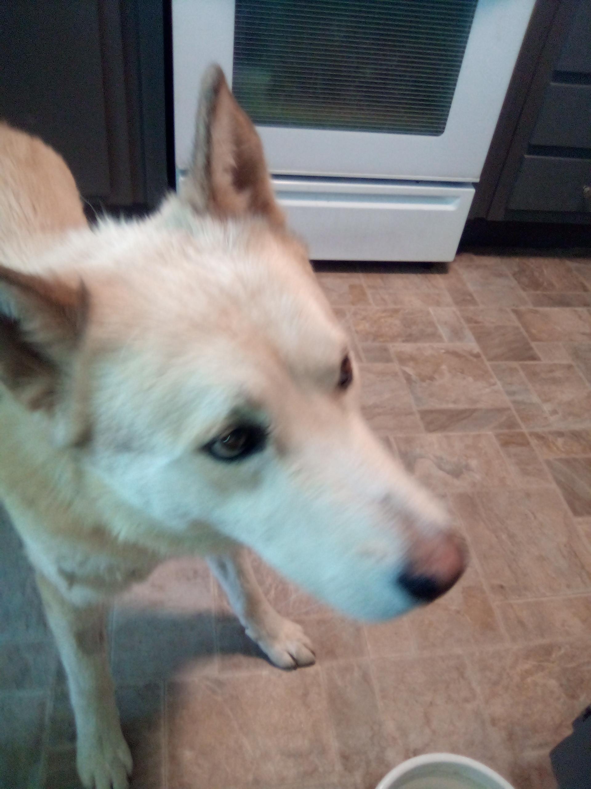 Enlarge Ron, a Adoptable mixed breed in Moriarty, NM image 2/4