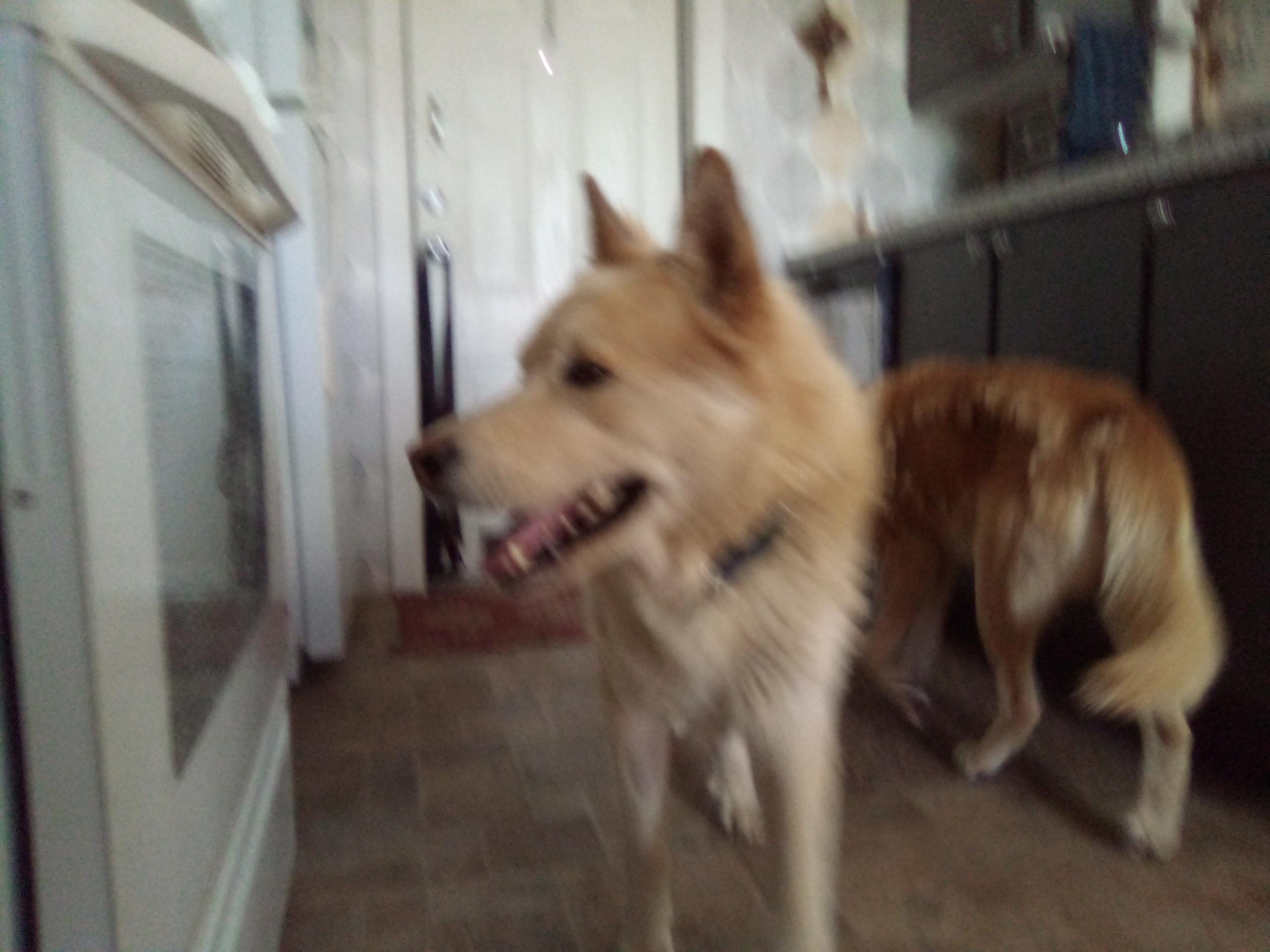 Enlarge Ron, a Adoptable mixed breed in Moriarty, NM image 3/4