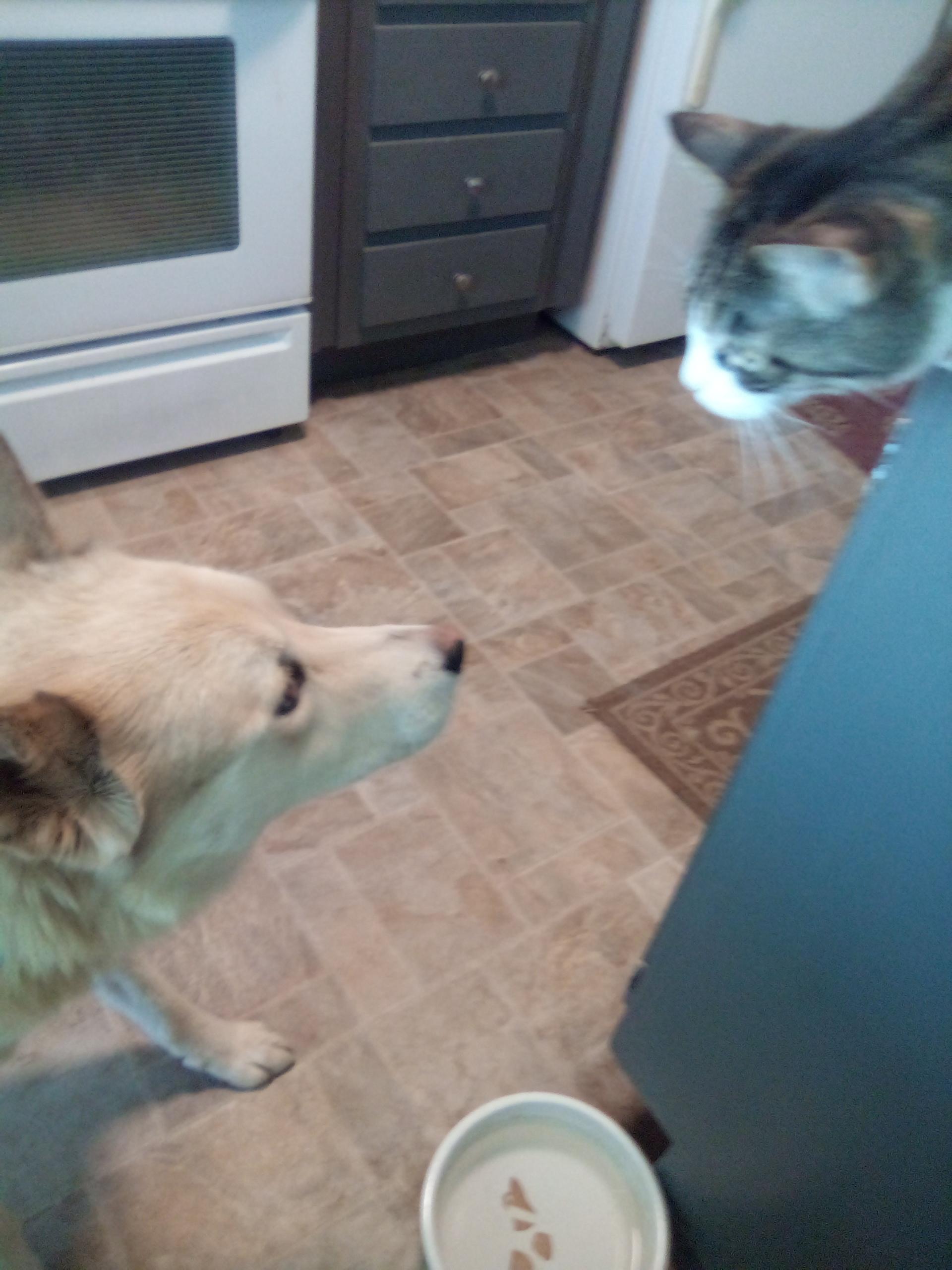 Enlarge Ron, a Adoptable mixed breed in Moriarty, NM image 4/4