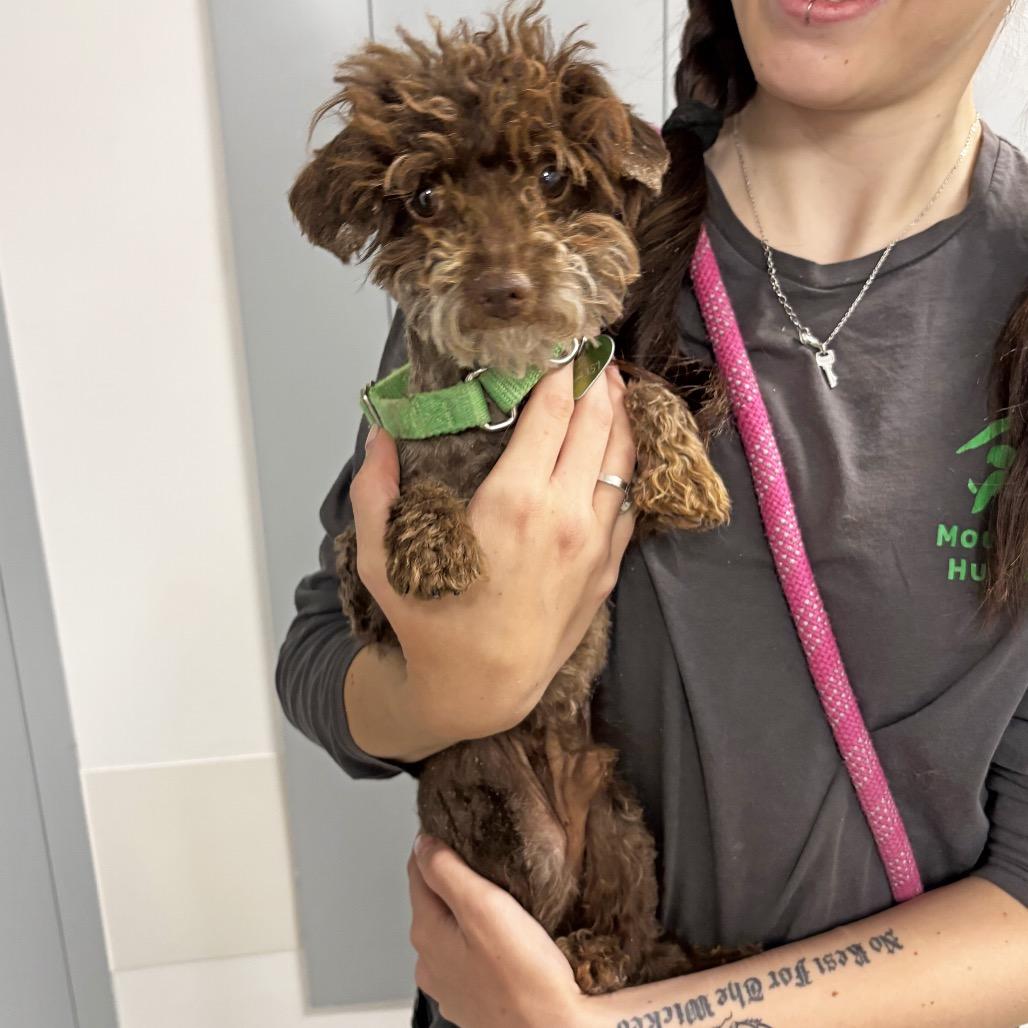 Spud, Adoptable, Adult Male Mixed Breed.