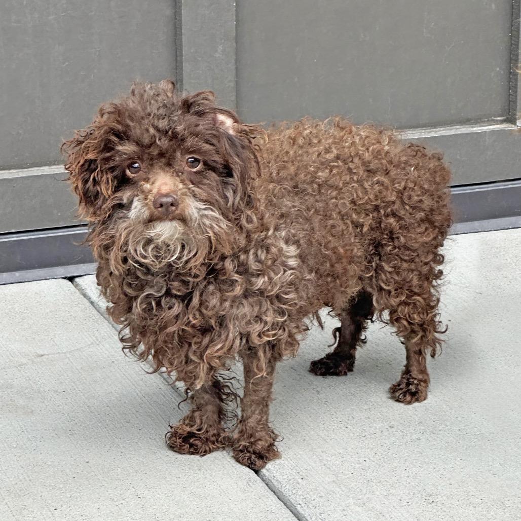 Spud, Adoptable, Adult Male Mixed Breed.