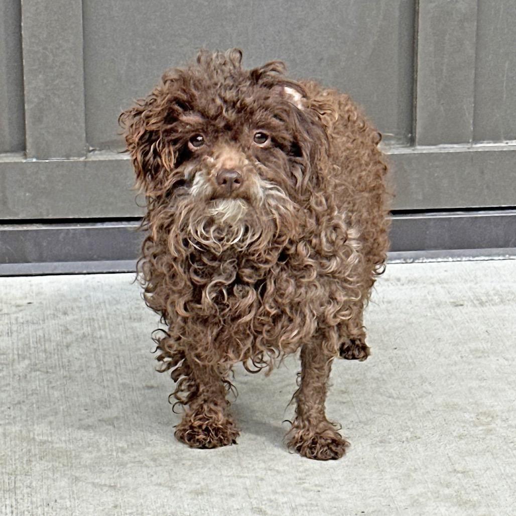 Spud, Adoptable, Adult Male Mixed Breed.
