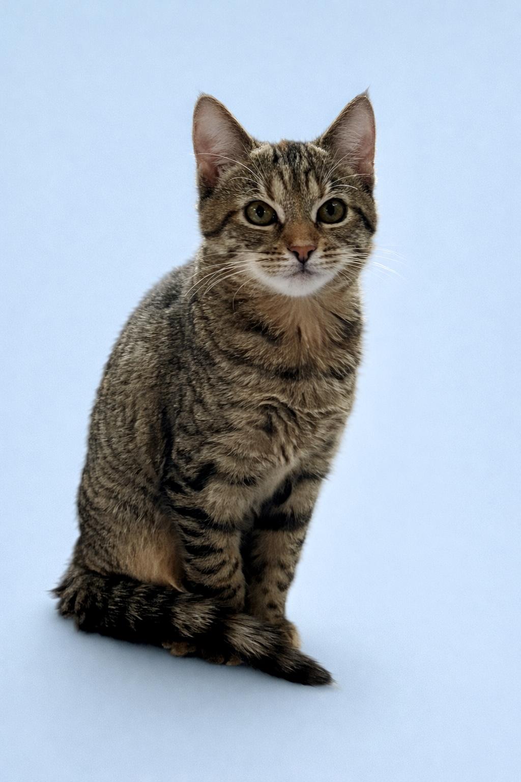 Enlarge Posie, a ADOPTABLE mixed breed in Bethel, CT image 3/6