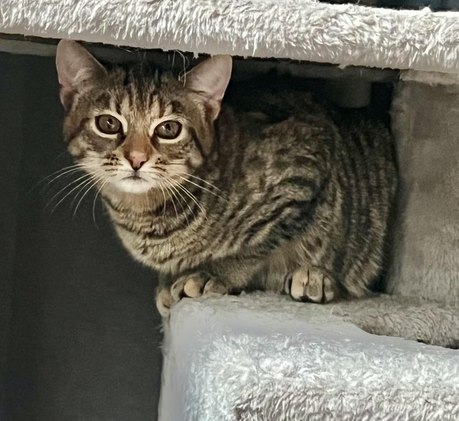 Enlarge Posie, a ADOPTABLE mixed breed in Bethel, CT image 5/6