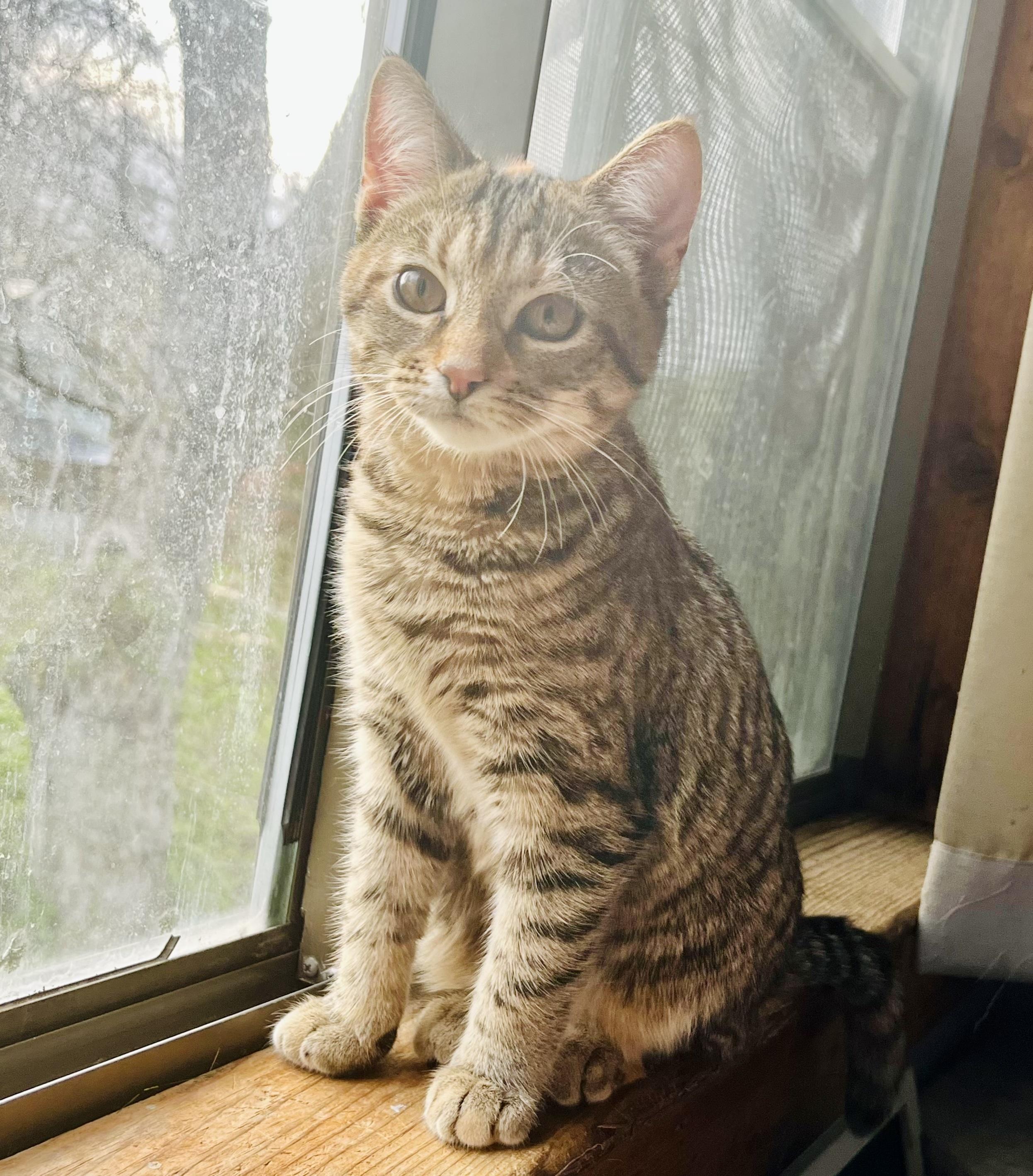 Enlarge Posie, a ADOPTABLE mixed breed in Bethel, CT image 6/6