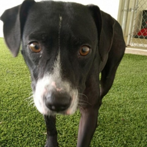 Squirt, an adoptable Labrador Retriever, American Bulldog in Shorter, AL, 36075 | Photo Image 2