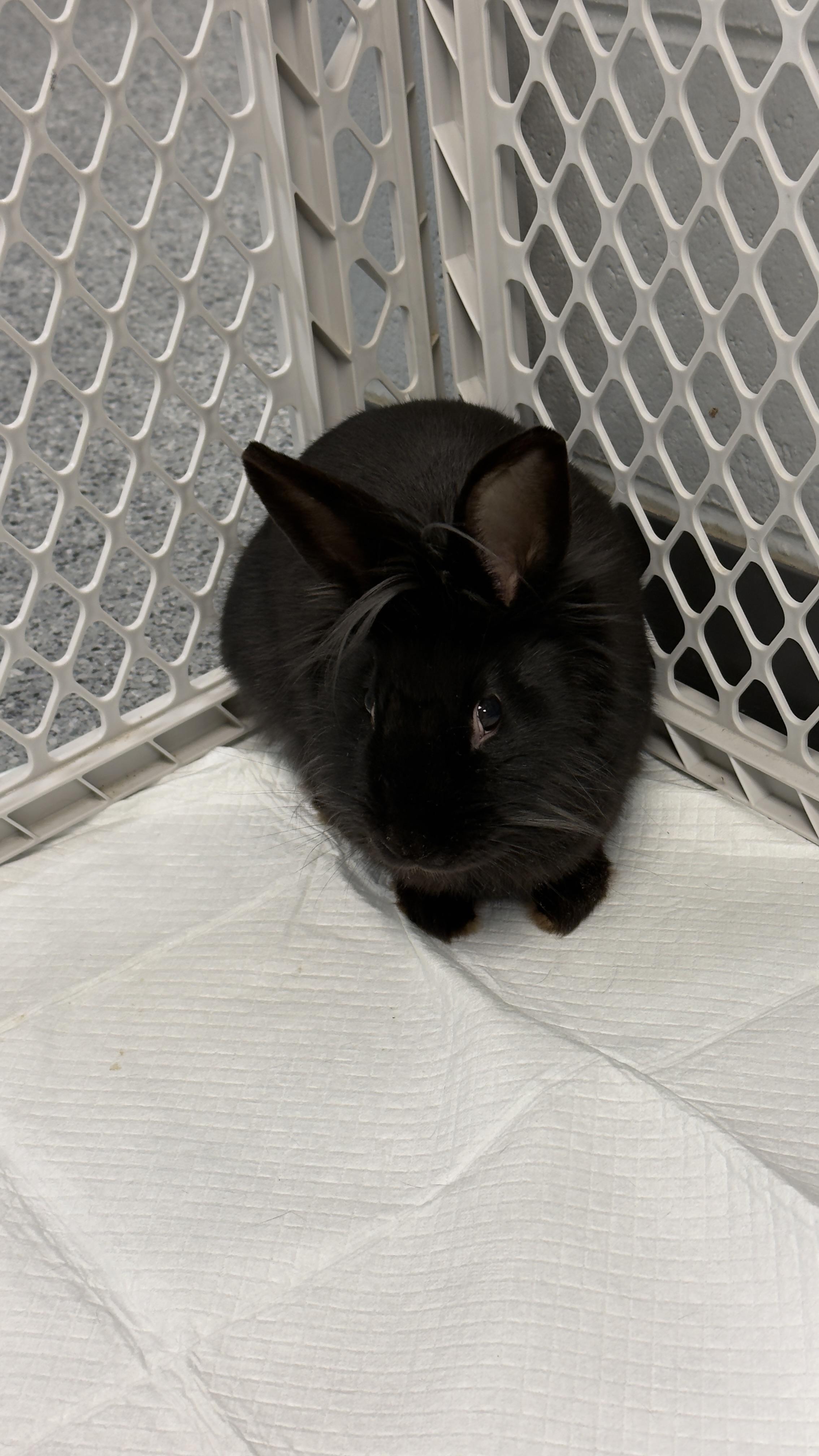 Bugs Bunny, ADOPTABLE, Young Male Lionhead.