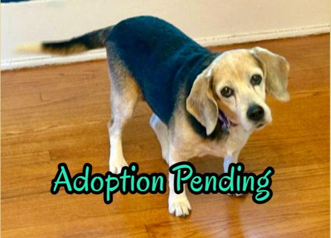 Miriam, Adoptable, Senior Female Beagle.