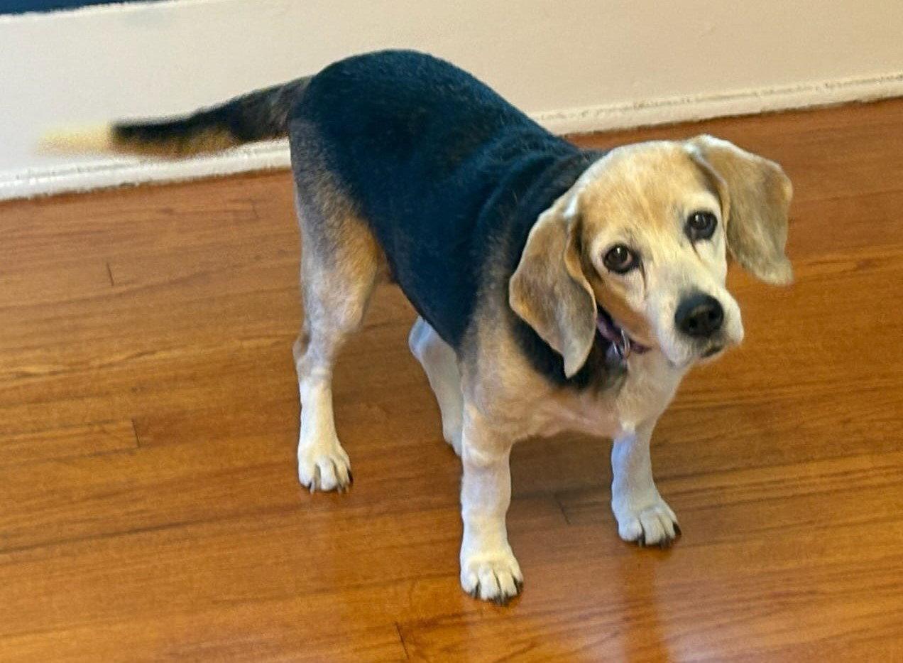 Miriam, a Adoptable Beagle in Dunnellon, FL image 2/3