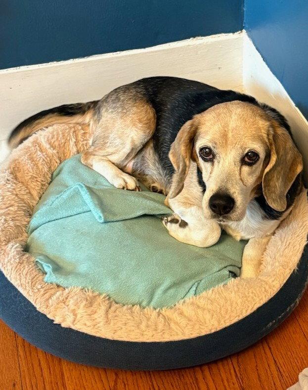 Miriam, a Adoptable Beagle in Dunnellon, FL image 3/3