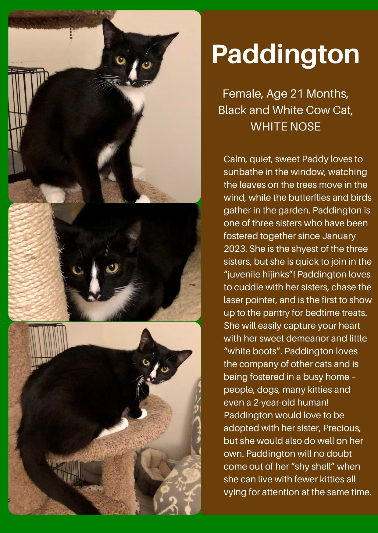 Paddington, Adoptable, Adult Female Domestic Short Hair.