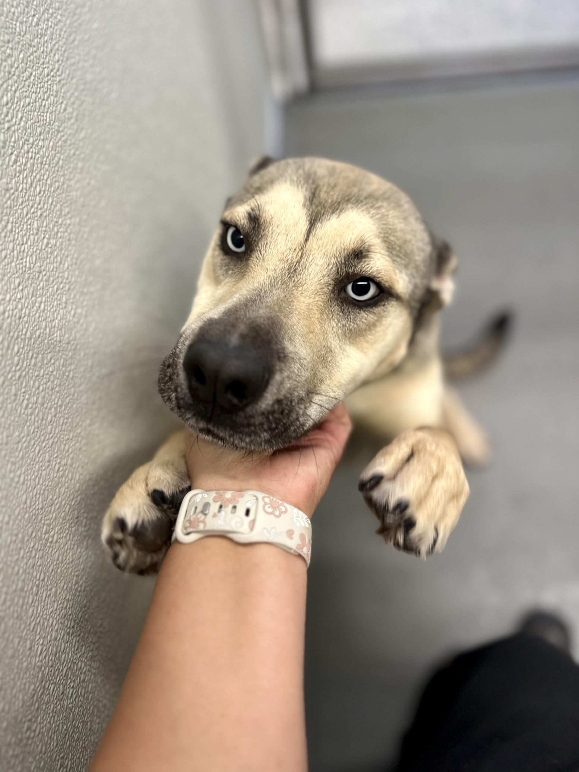 Luna #3881 (1003), ADOPTABLE, Adult Female Husky.