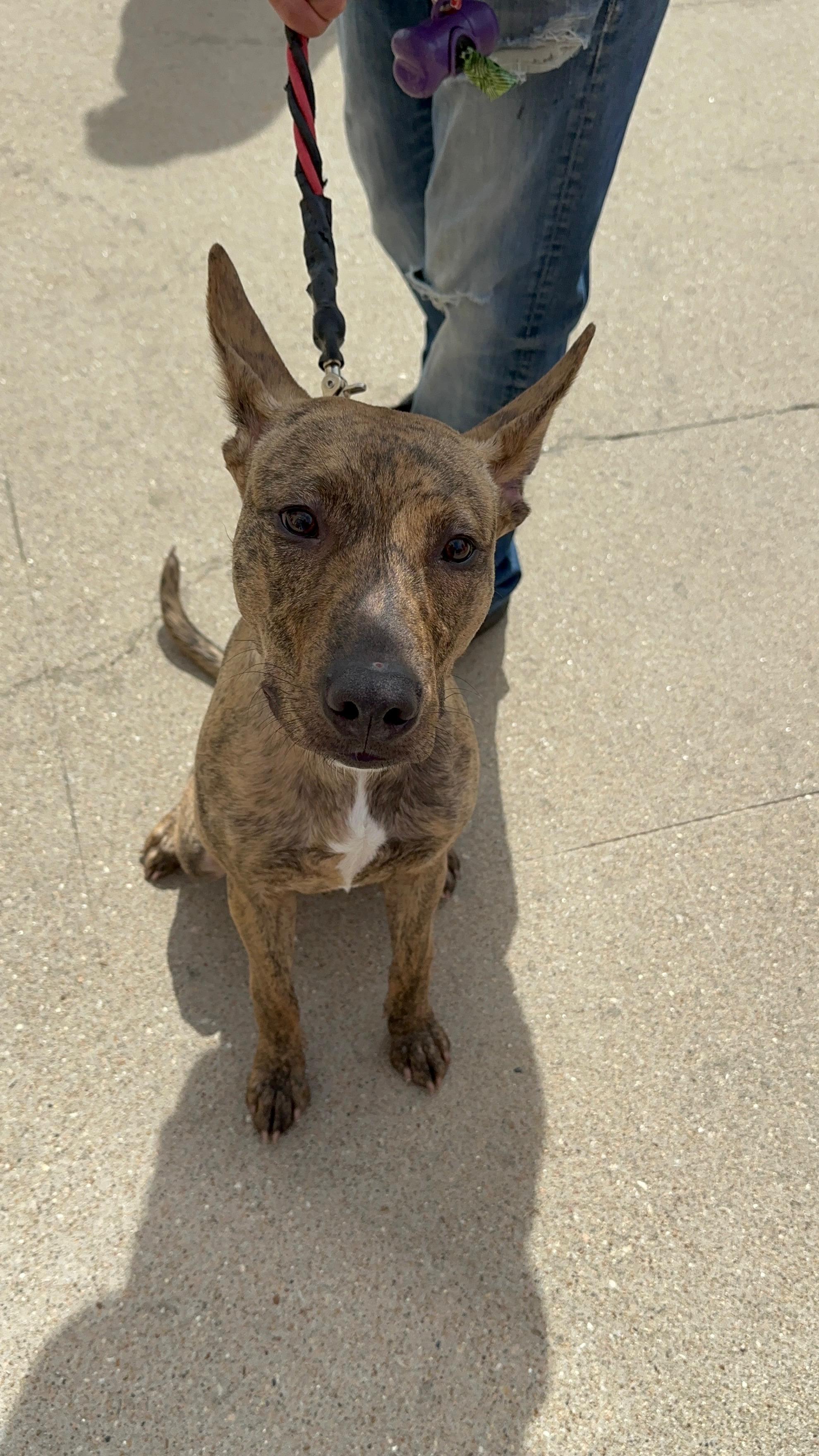 Hobbes, Young Male Catahoula Leopard Dog