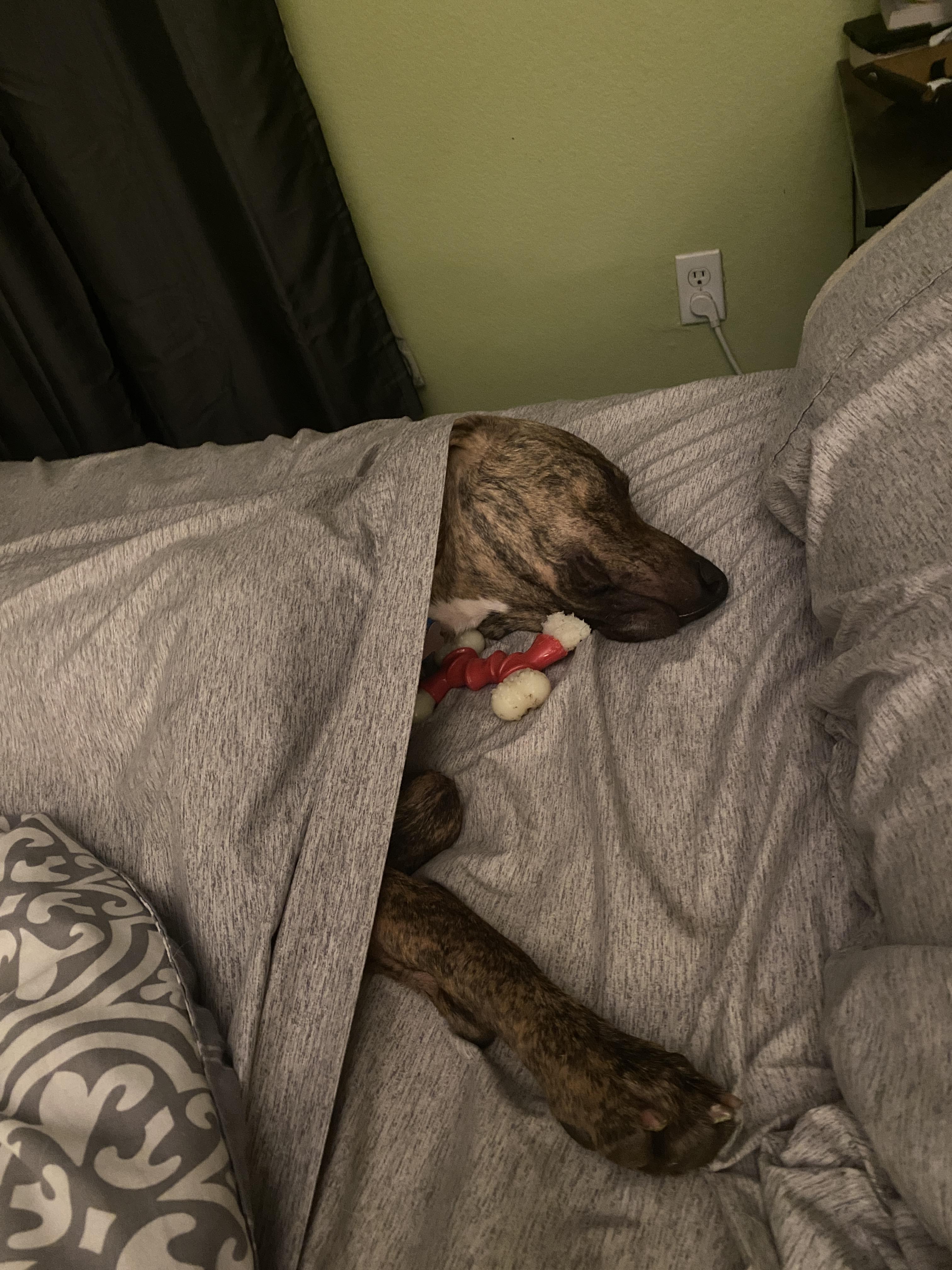 Hobbes photo 3