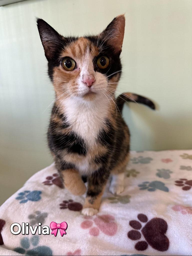 Enlarge Olivia, a Adoptable mixed breed in Wabash, IN image 1/1