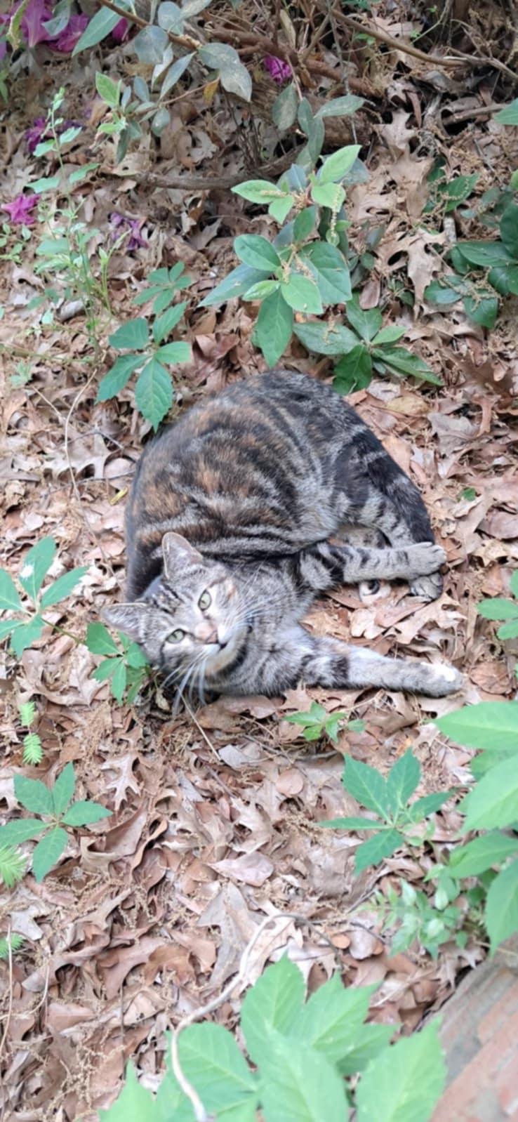 Enlarge Cora (Courtesy Post), a Adoptable Tabby in Talbott, TN image 1/5