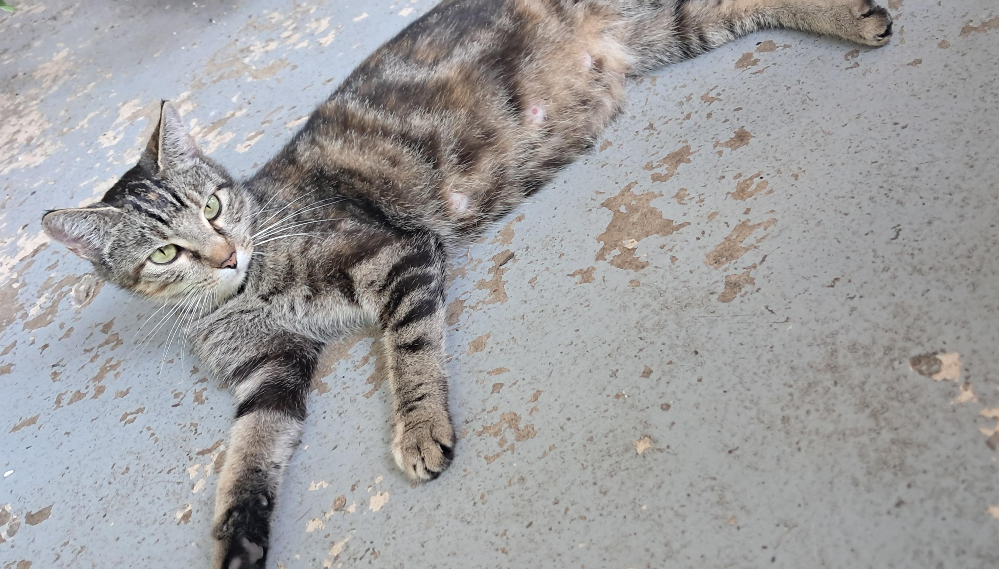 Enlarge Cora (Courtesy Post), a Adoptable Tabby in Talbott, TN image 6/6