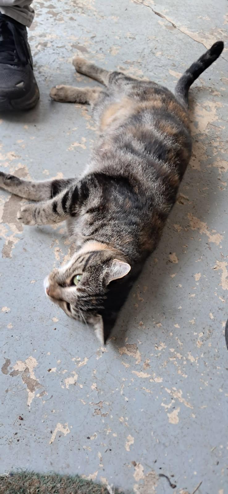 Enlarge Cora (Courtesy Post), a Adoptable Tabby in Talbott, TN image 4/6