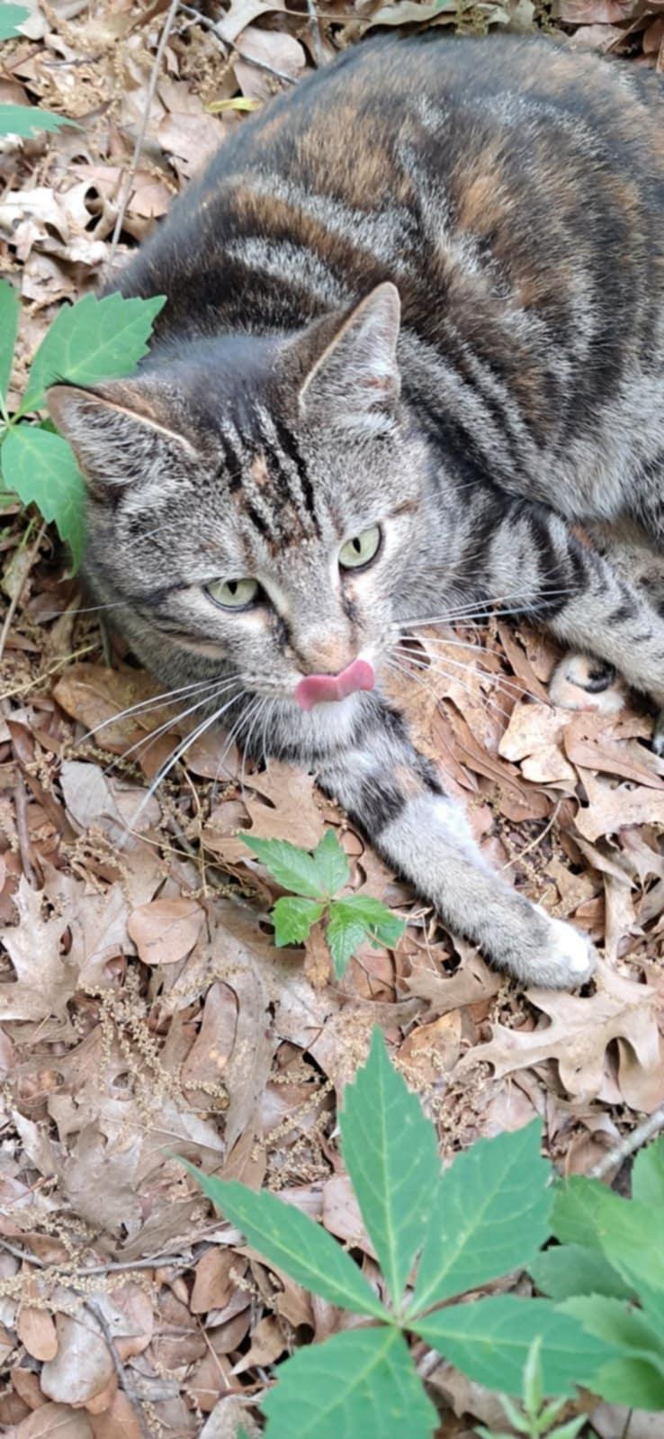 Enlarge Cora (Courtesy Post), a Adoptable Tabby in Talbott, TN image 2/5