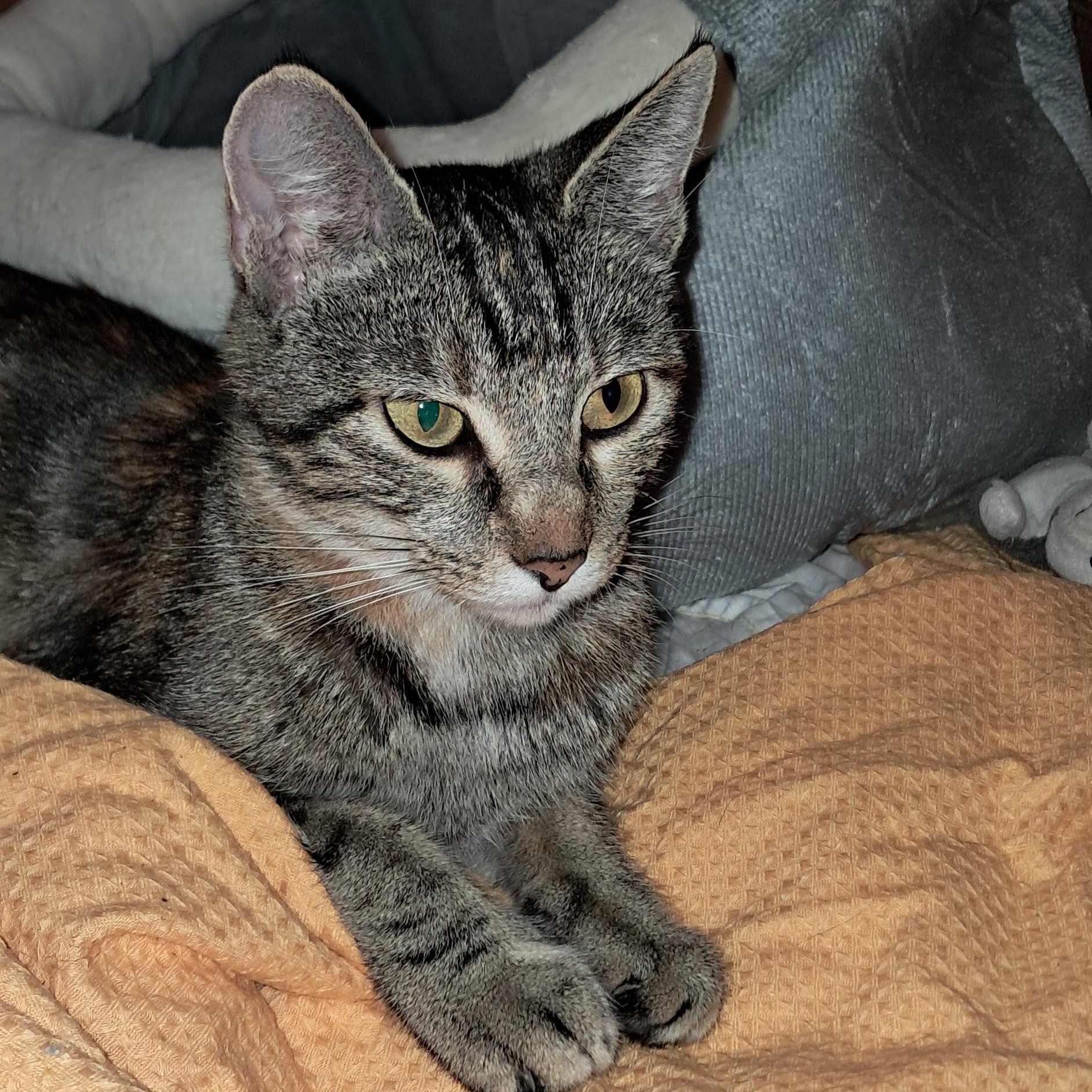 Enlarge Cora (Courtesy Post), a Adoptable Tabby in Talbott, TN image 5/6