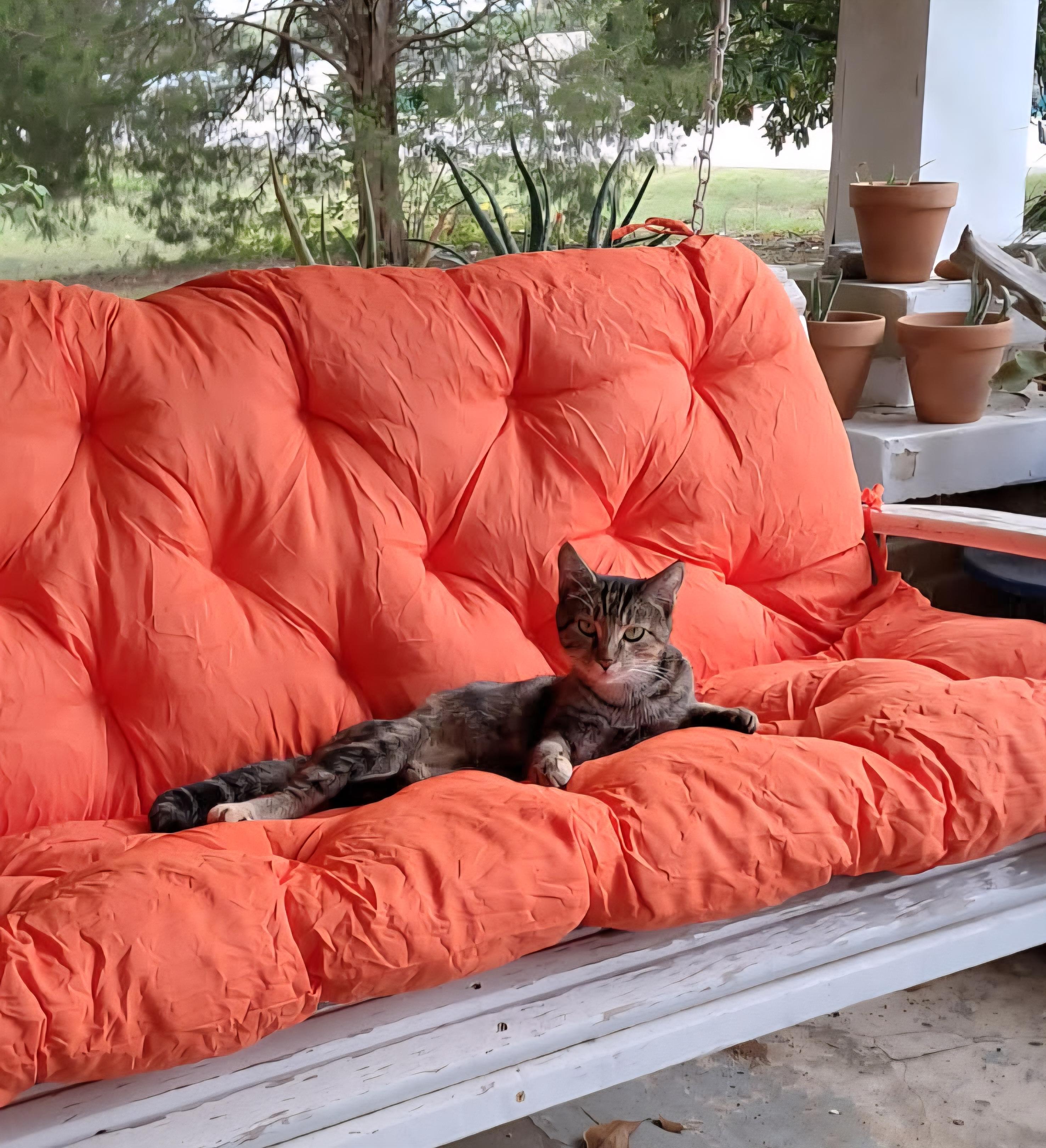 Cora (Courtesy Post), Adoptable, Young Female Tabby.