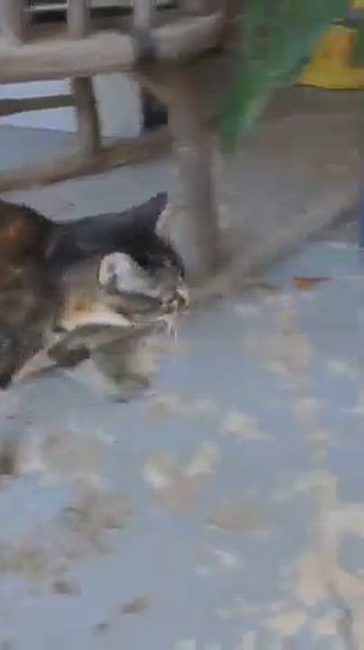 Enlarge Cora (Courtesy Post), a Adoptable Tabby in Talbott, TN video 2/6