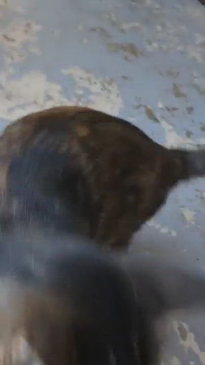 Enlarge Cora (Courtesy Post), a Adoptable Tabby in Talbott, TN video 3/6