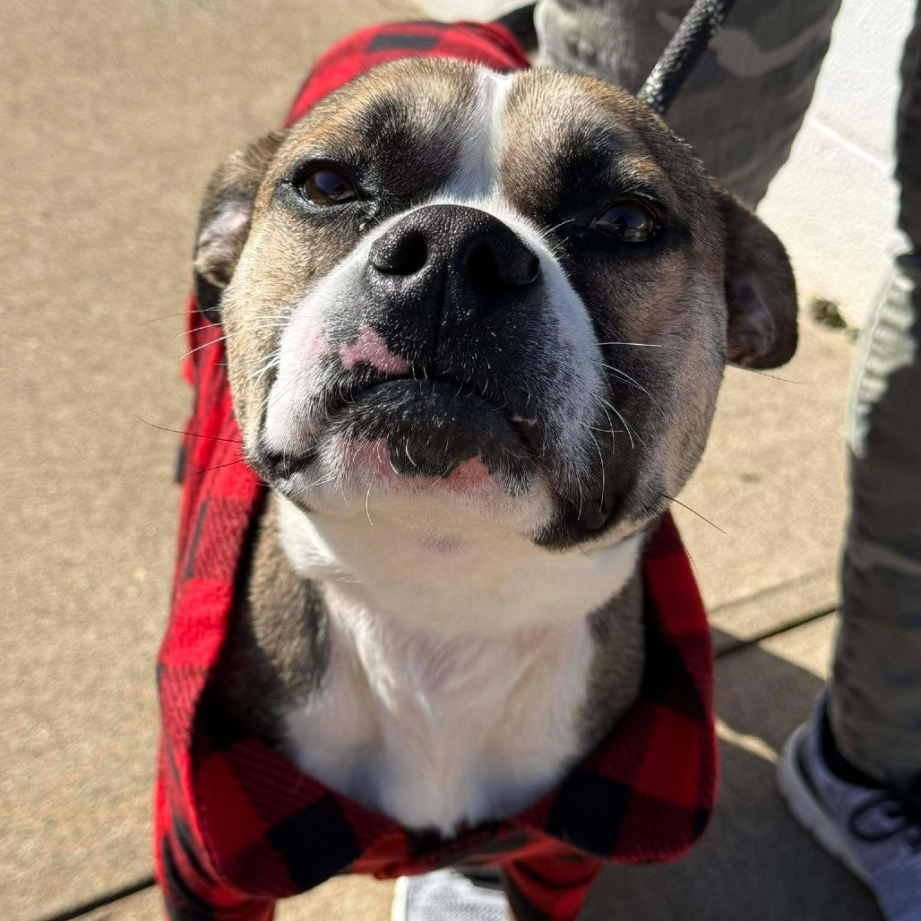 Enlarge George, a Adoptable Pit Bull Terrier in Martinsville, VA image 1/6