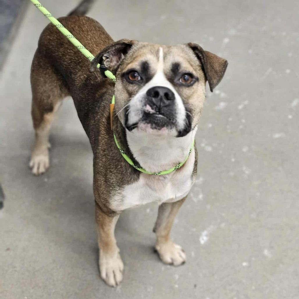 Enlarge George, a Adoptable Pit Bull Terrier in Martinsville, VA image 2/6
