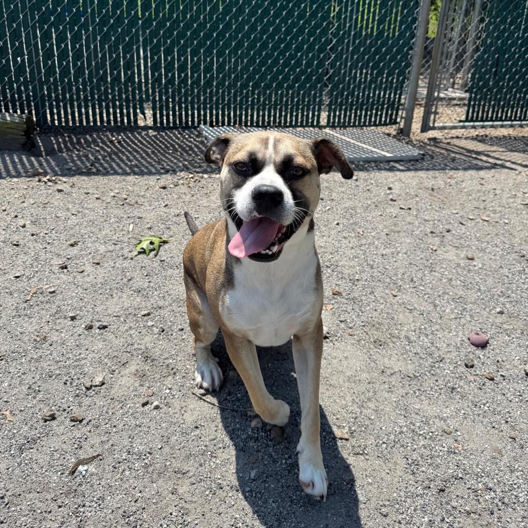 Enlarge George, a Adoptable Pit Bull Terrier in Martinsville, VA image 3/6