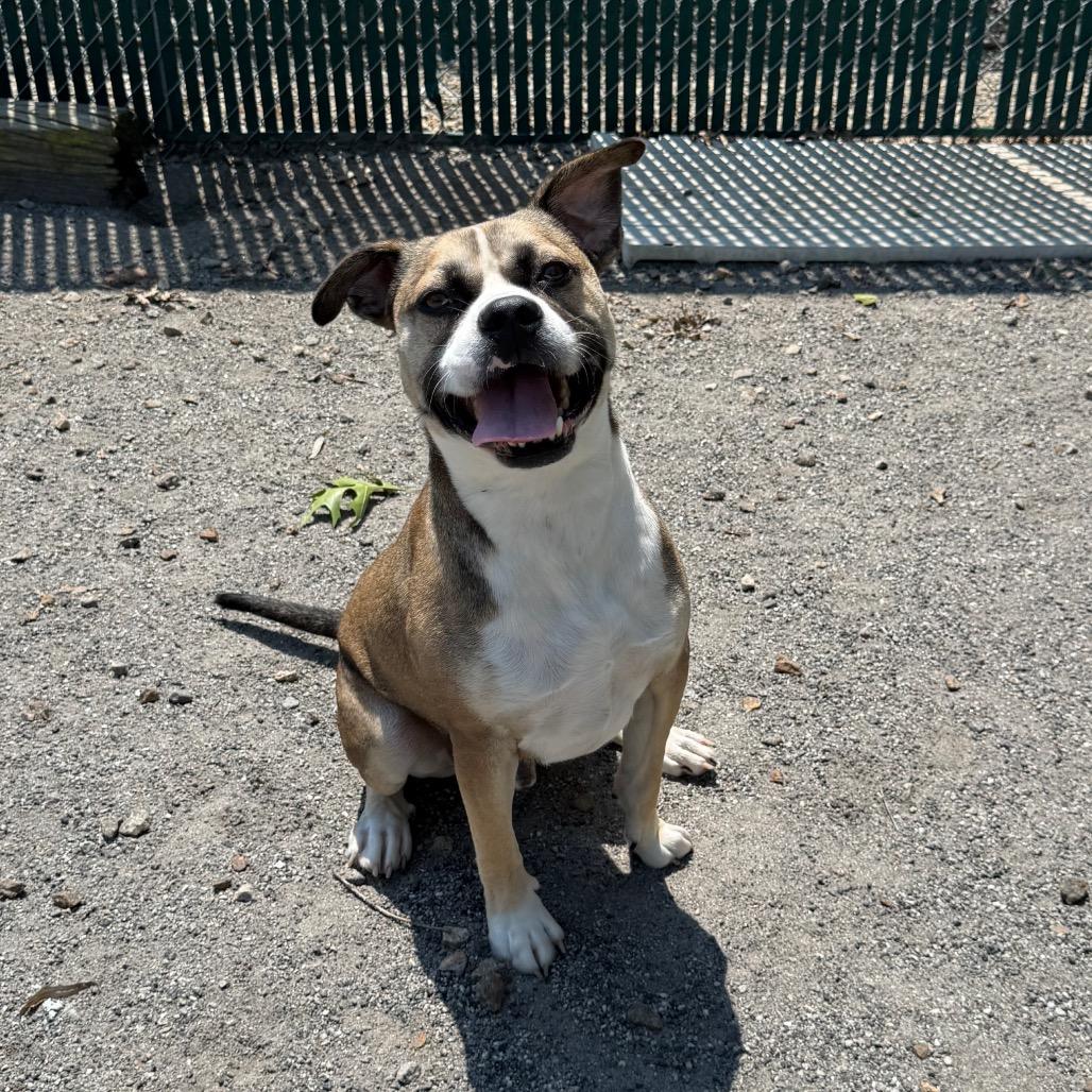 Enlarge George, a Adoptable Pit Bull Terrier in Martinsville, VA image 4/6