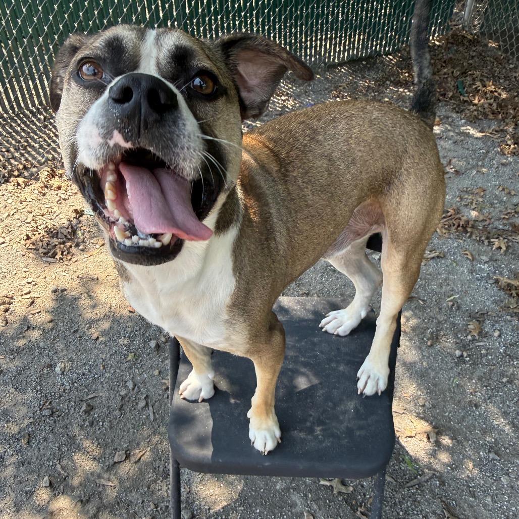 Enlarge George, a Adoptable Pit Bull Terrier in Martinsville, VA image 5/6