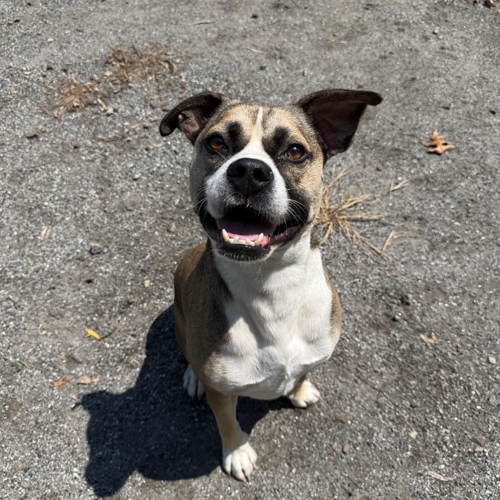 Enlarge George, a Adoptable Pit Bull Terrier in Martinsville, VA image 6/6