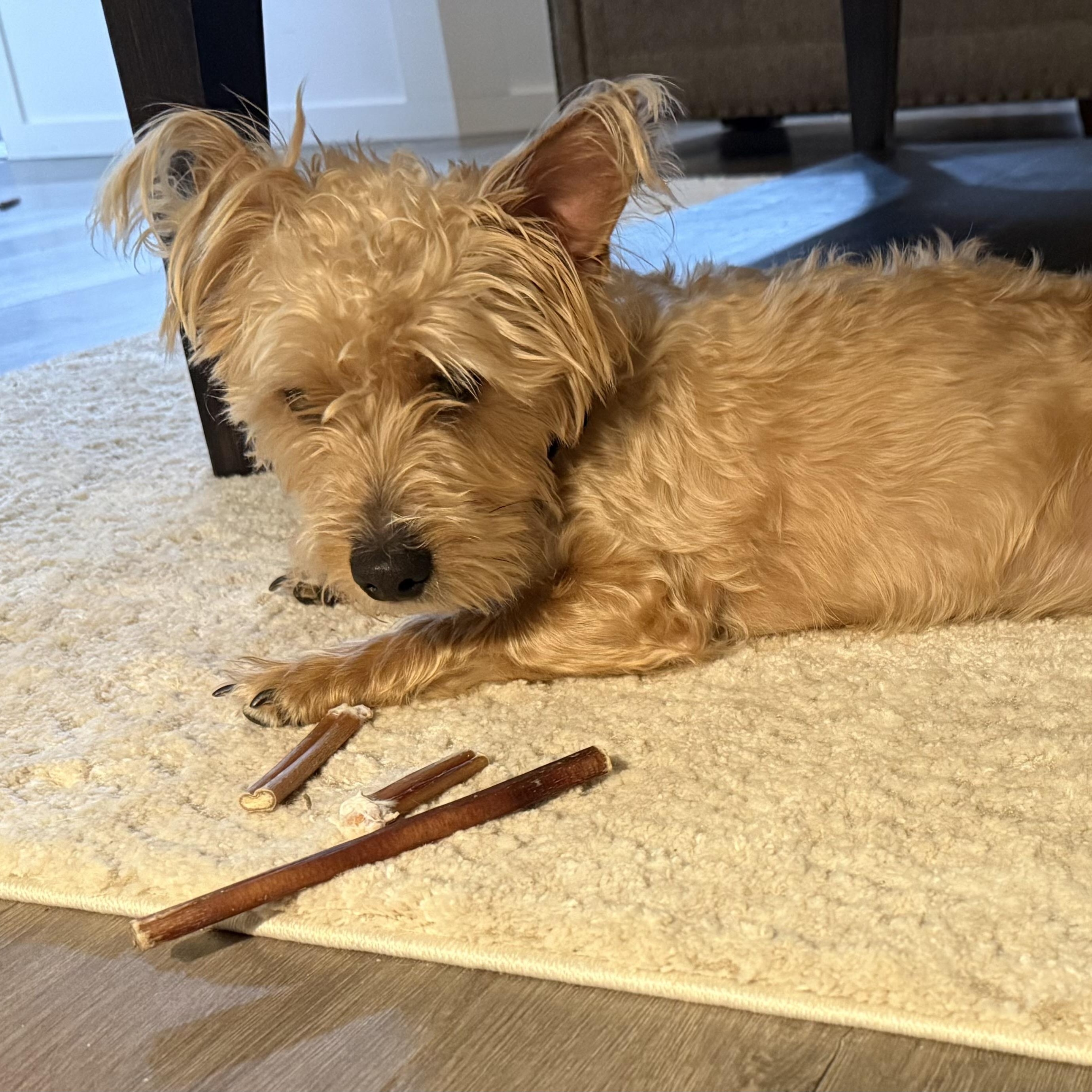 Enlarge Buttons , a Adoptable mixed breed in Saint Helens, OR image 4/6