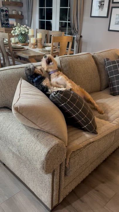 Enlarge Buttons , a Adoptable mixed breed in Saint Helens, OR video 6/6