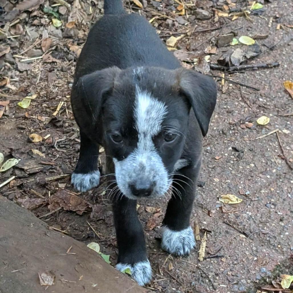 Clover, Adoptable, Puppy Female Mixed Breed.