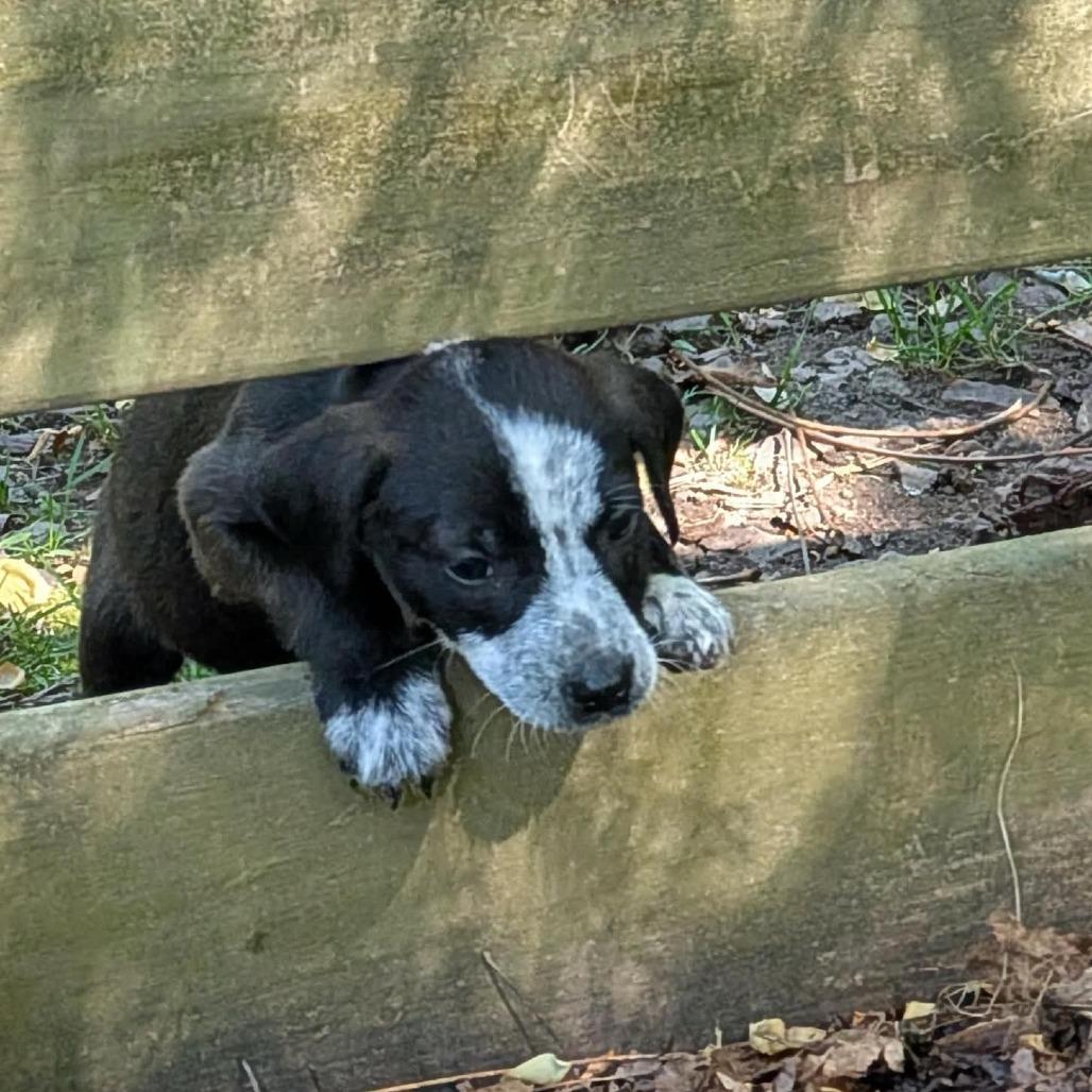 Clover, a Adoptable Mixed Breed in Phoenix, MD image 2/6